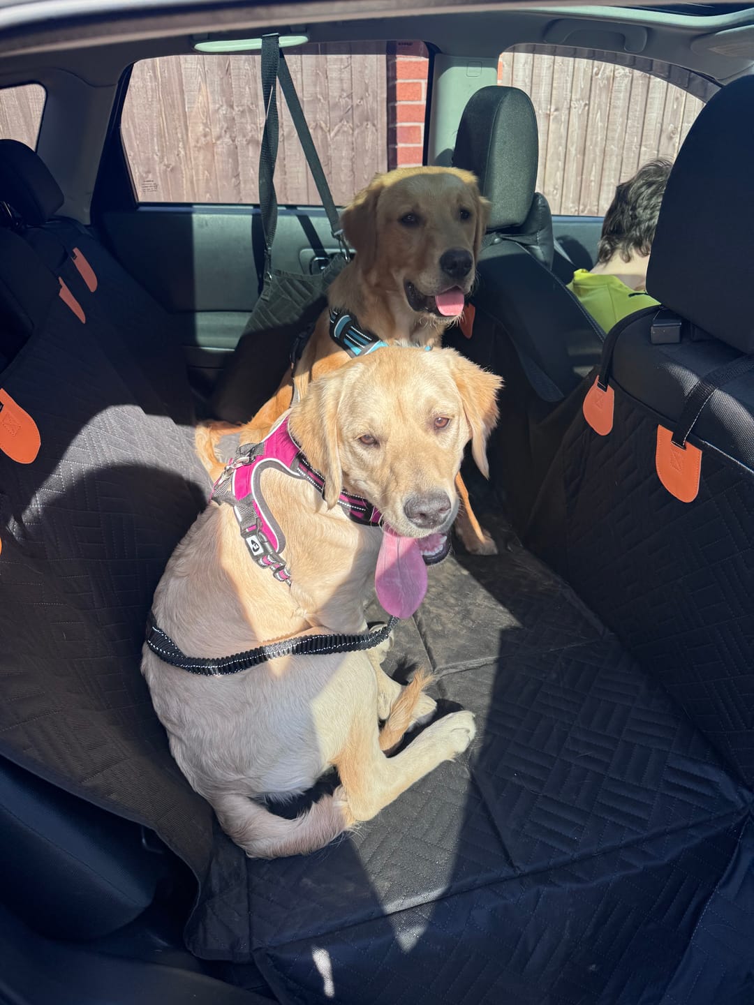 Customer photo review of The Guardian - Dog Seat Cover