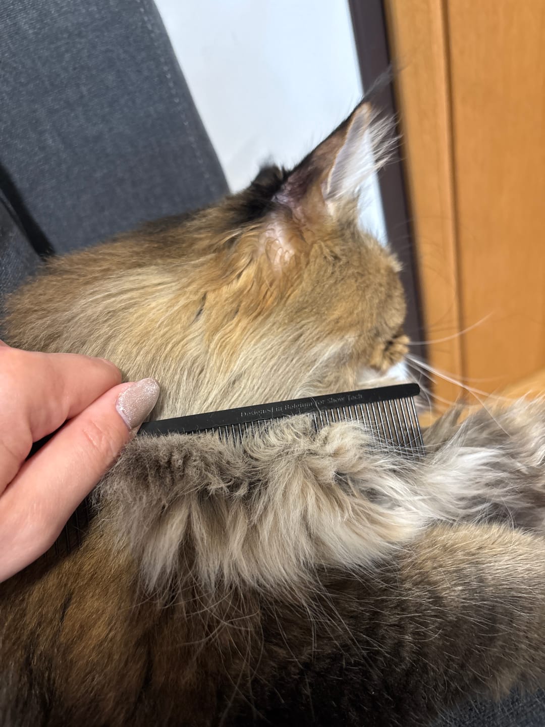Customer photo review of PETTINE greyhound