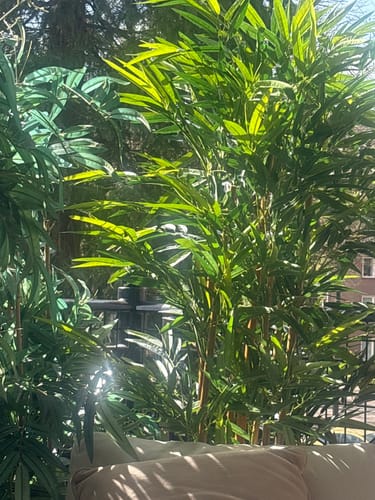 Customer photo review of Bamboe Kunstplant 180 cm