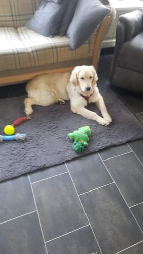 Rezensent zeigt seinen jungen Hund, der dank Relax Time entspannt auf einem Teppich liegt.