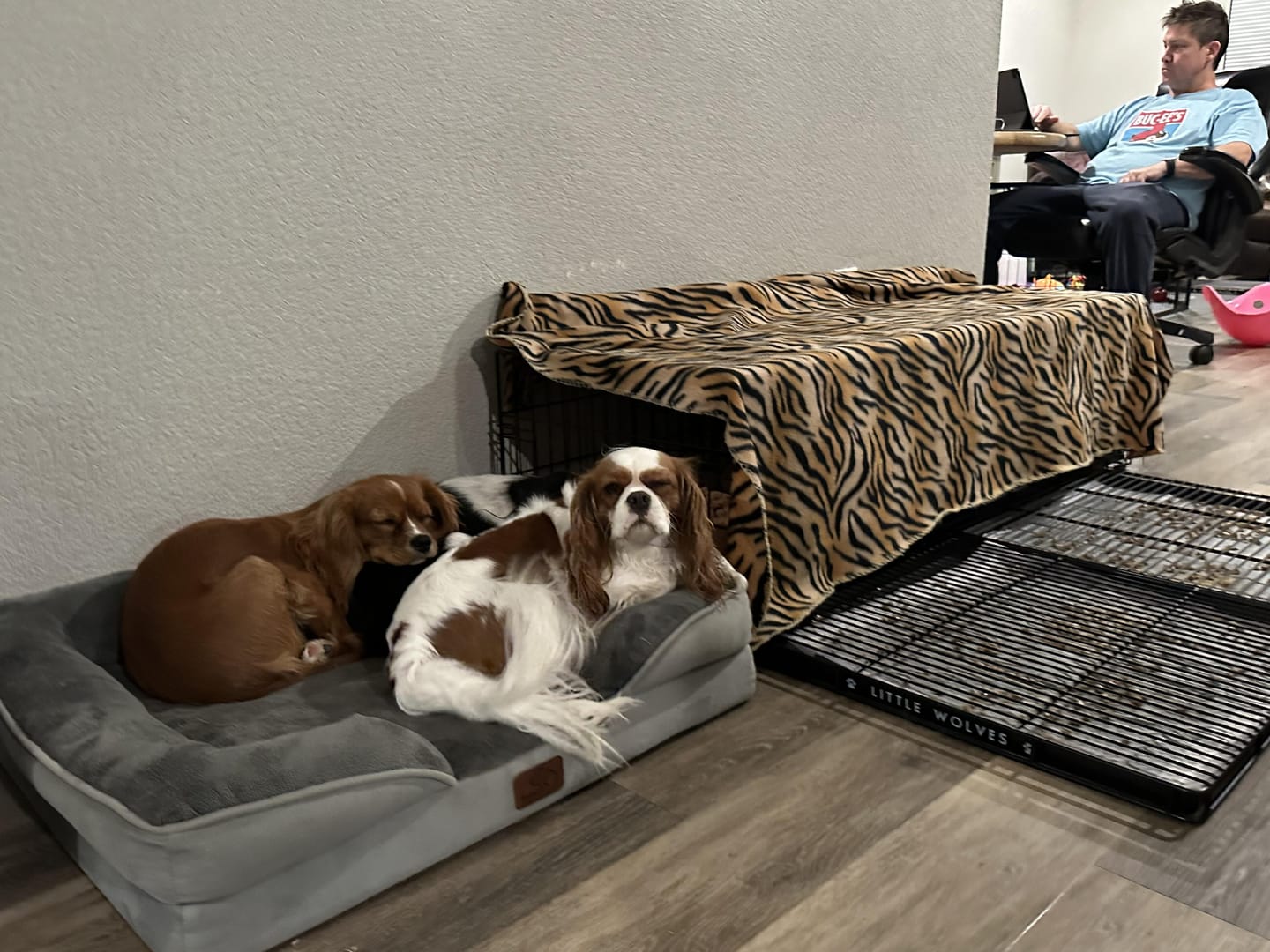 Customer photo review of Little Wolves Disposable Puppy Pads - 21" x 21" - 200 Pack