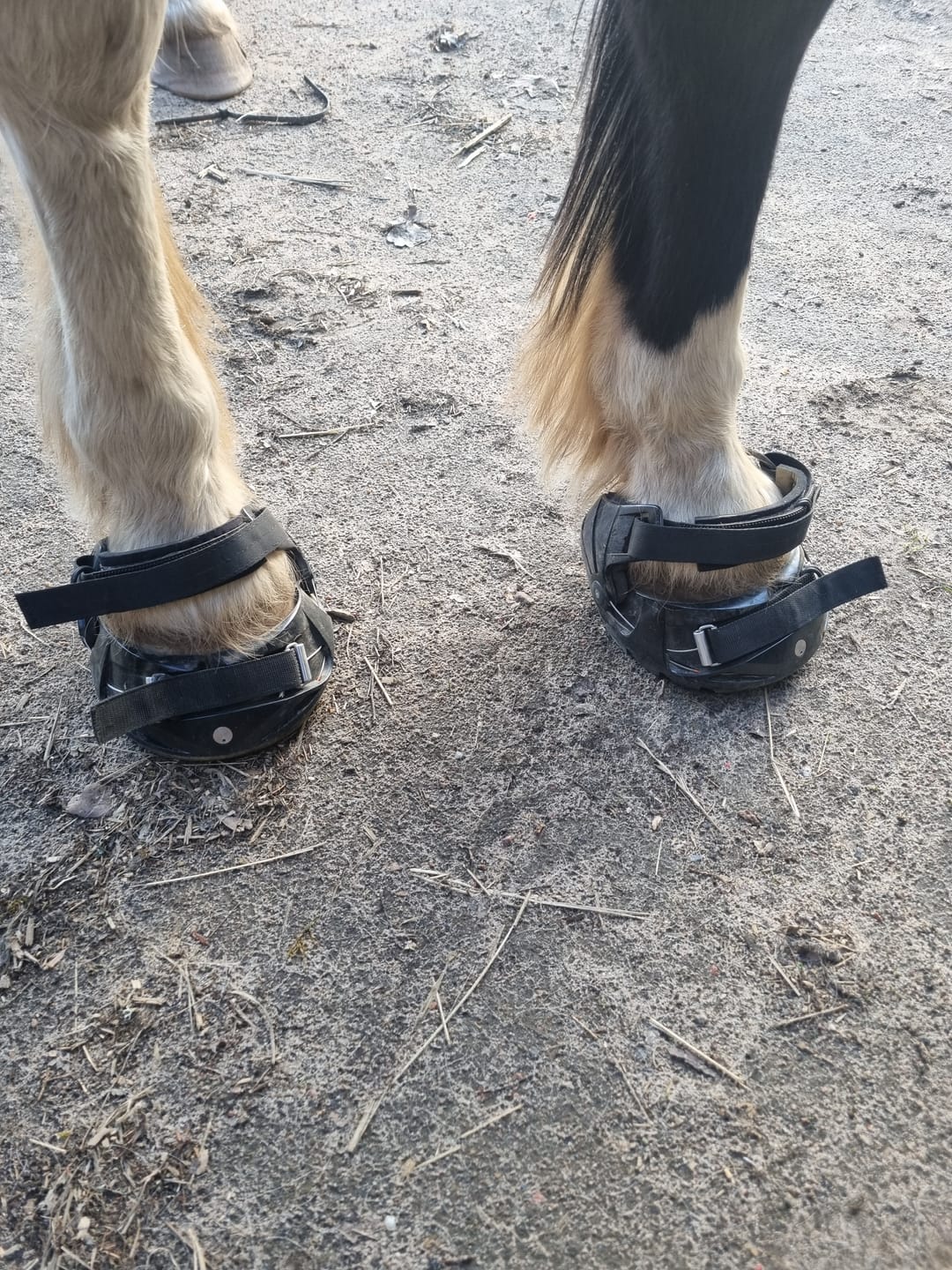 Customer photo review of Renegade® Viper Shield™ Hoof Boot - Black Knight