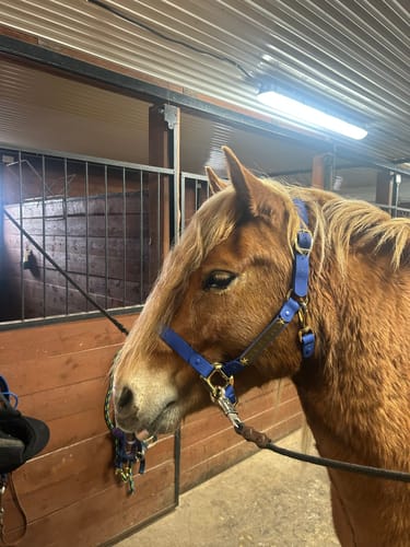 Customer photo review of Personalized Halter