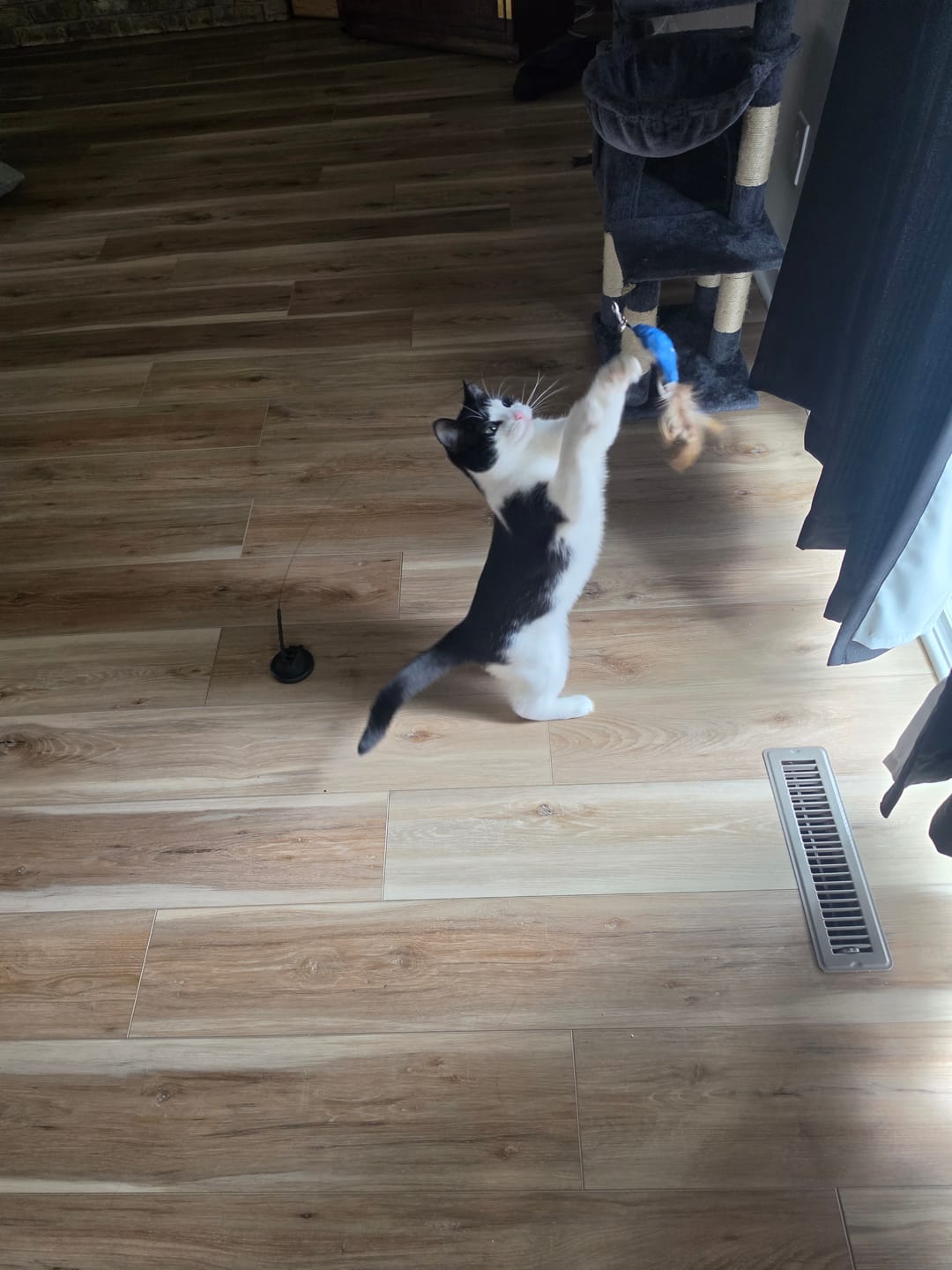 Customer photo review of Interactive Bird Simulation Cat Toy Set