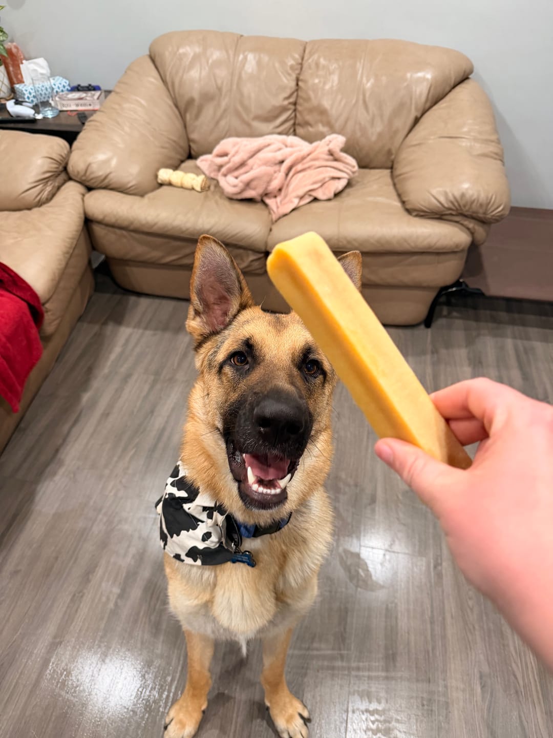 Customer photo review of Himalayan Yak Chew (EXTRA LARGE)