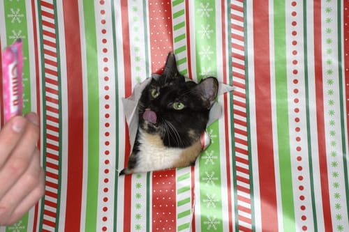 Customer photo review of Whey Protein Isolate Frosted Marshmallow