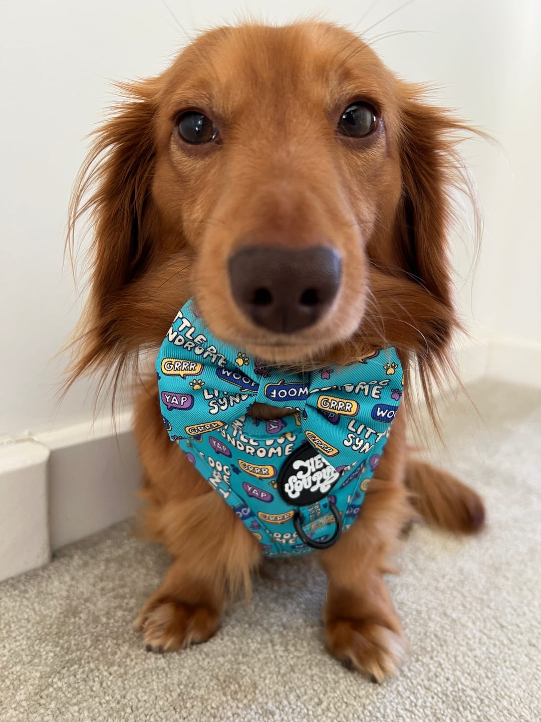 Customer photo review of Little dog syndrome harness