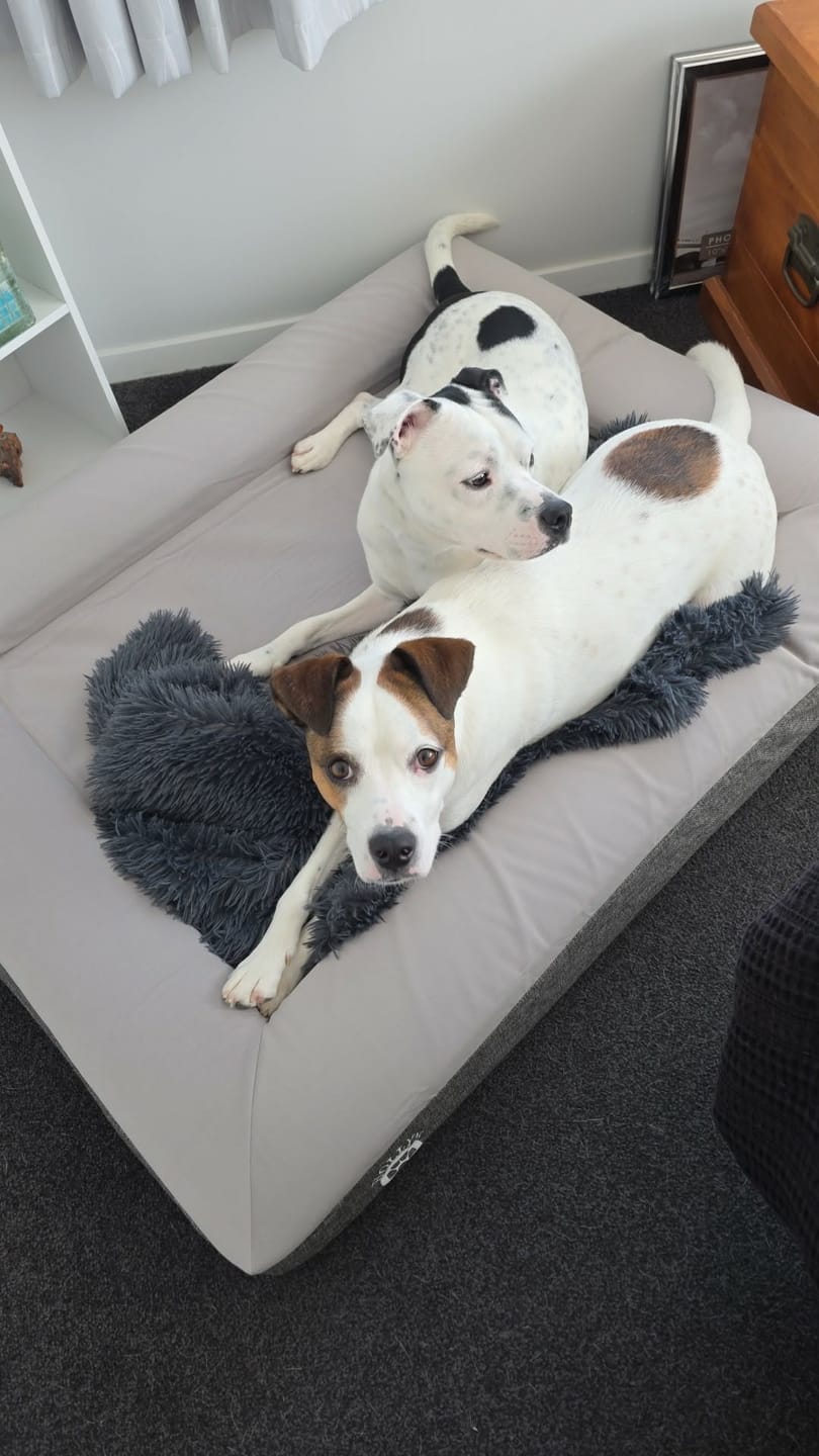 Customer photo review of Orthopaedic Memory Foam Bed