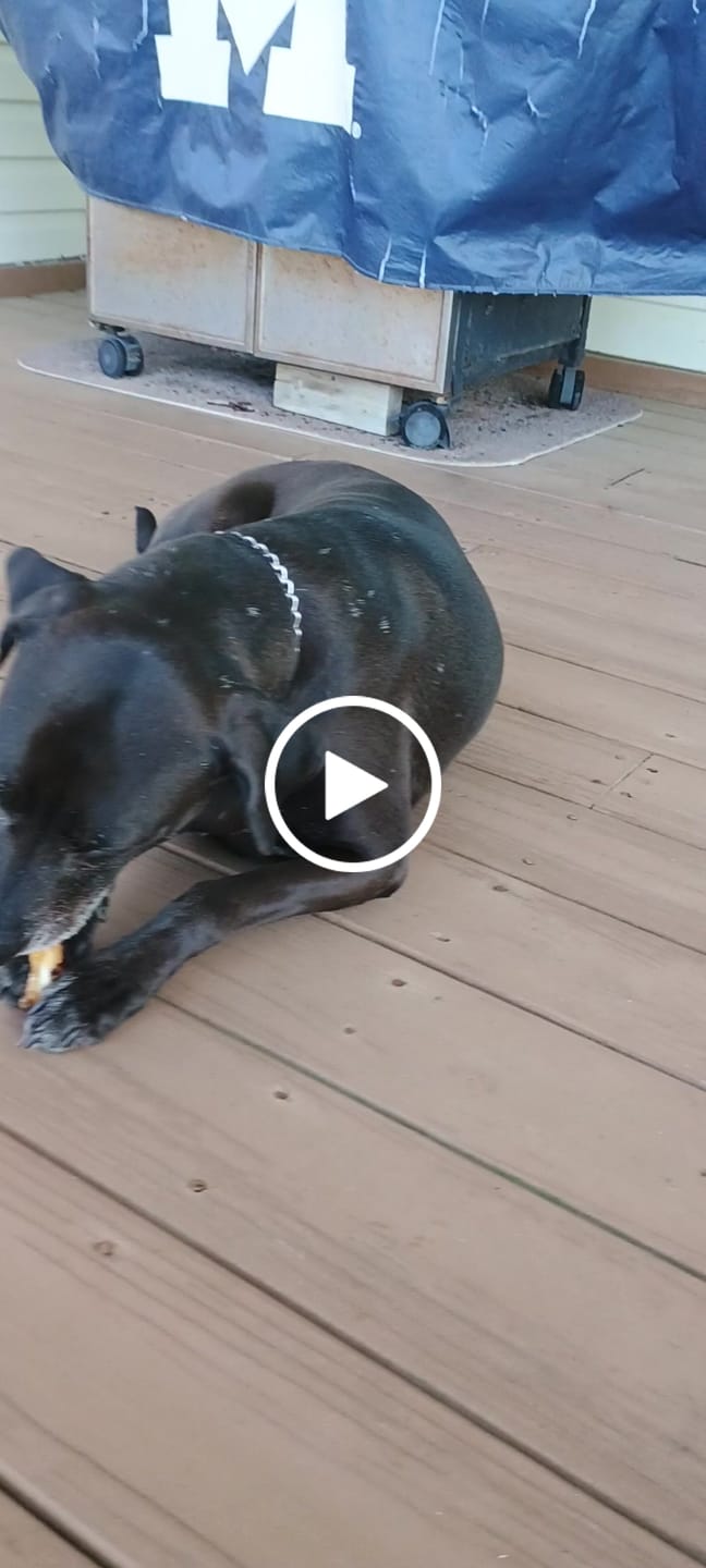 Customer video review of Ostrich Runner (5" x 1.5"): The Flavorful & Long-Lasting Chew for Small to Medium Dogs - 2 Pieces