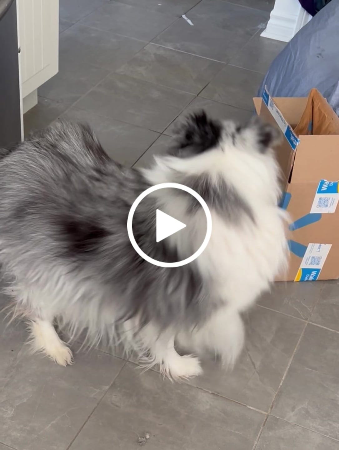 Customer video review of 12 Inch Thick Bully Stick