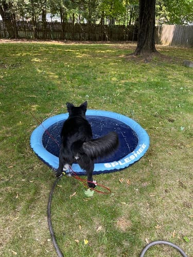 Customer photo review of Spleshee™