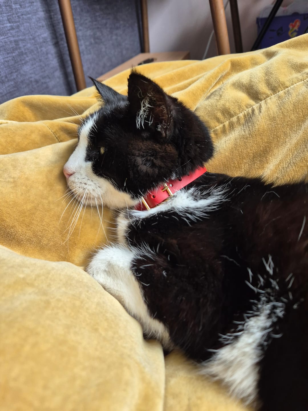 Customer photo review of Leather Cat Collar with Nameplate - Custom Sized