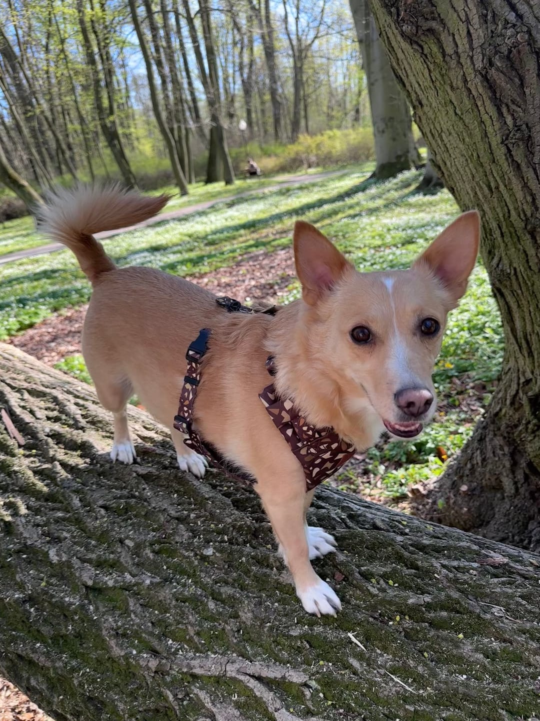 Customer photo review of Szelki bezuciskowe "Brownie Terrazzo" - złote okucia