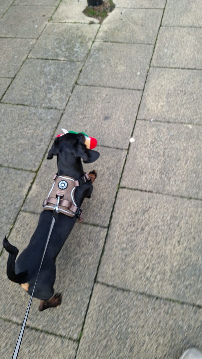 Customer photo review of Trail & Glow Tweed Dog Harness - Oxford Tweed