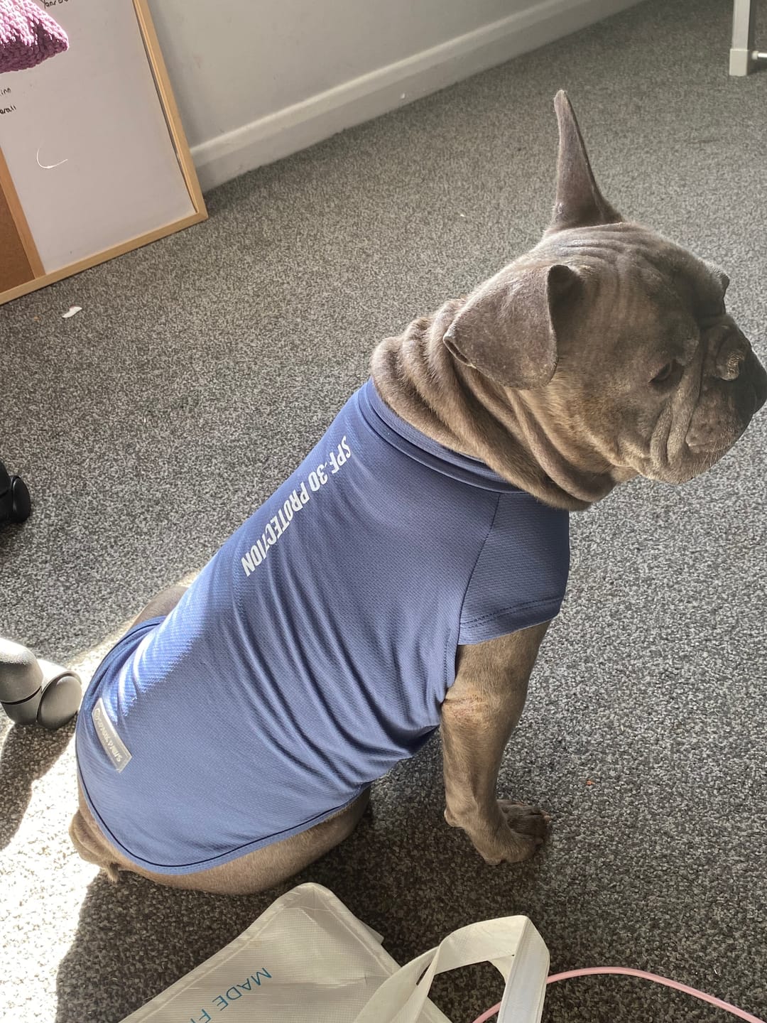 Customer photo review of Sunblock Dog T-Shirt - Navy Blue