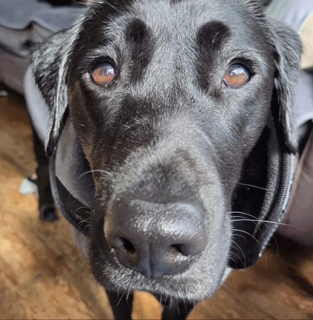 Customer photo review of Aloe & Kiwi Soothing Dog Shampoo