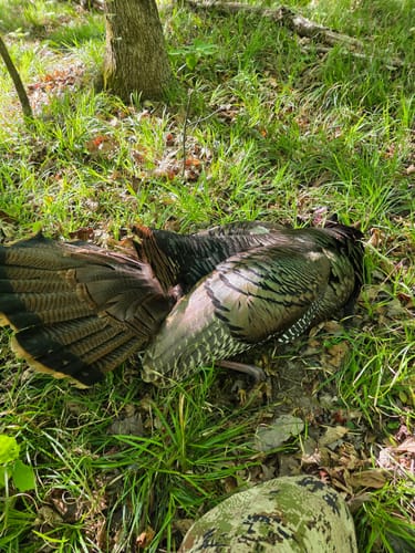 Customer photo review of Crystal Over Slate Pot Call - All Weather