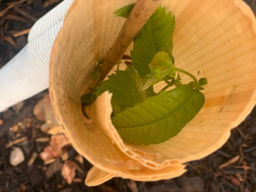Customer photo review of Hybrid Chestnut