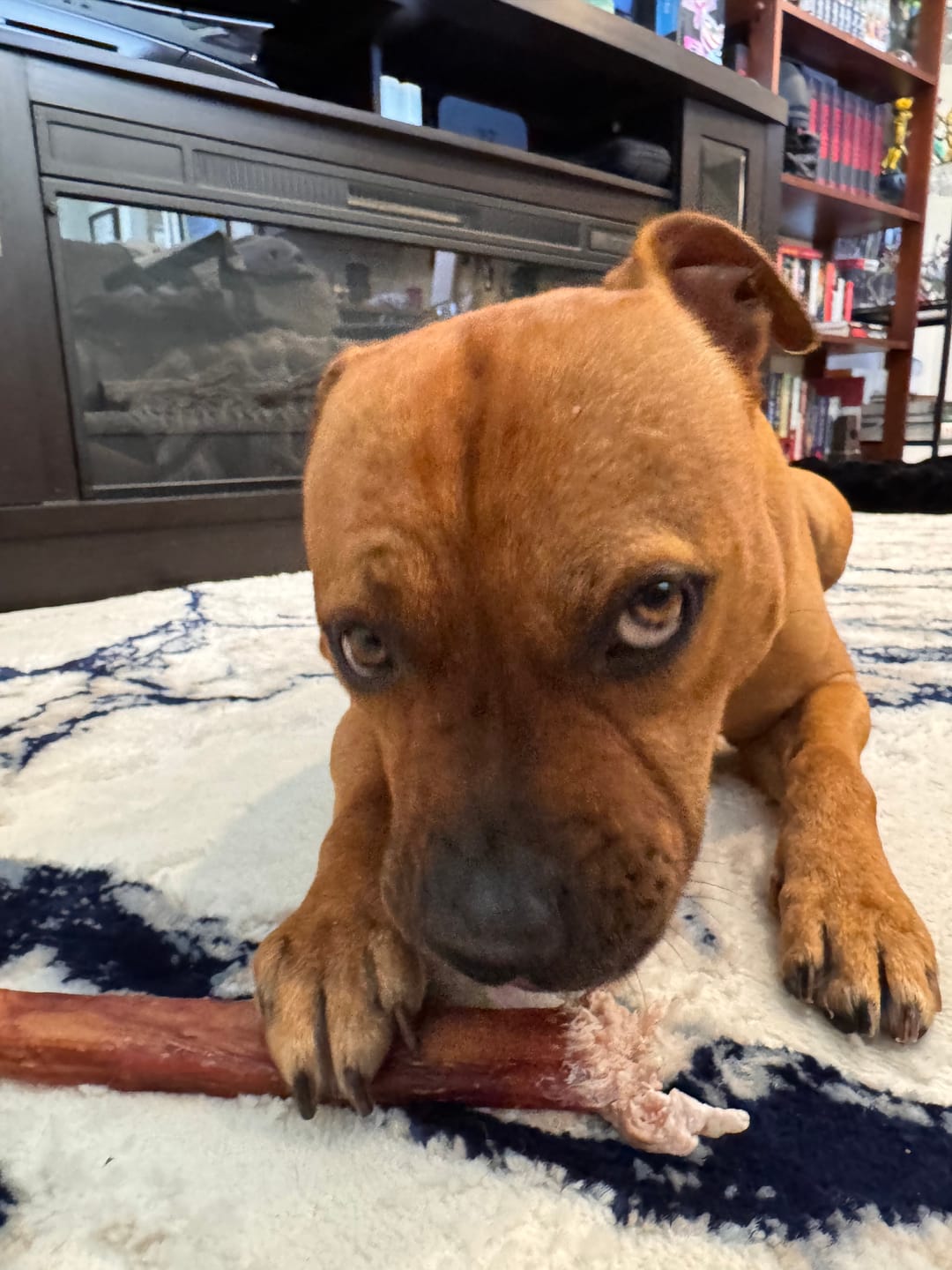 Customer photo review of 12 Inch Monster Bully Stick