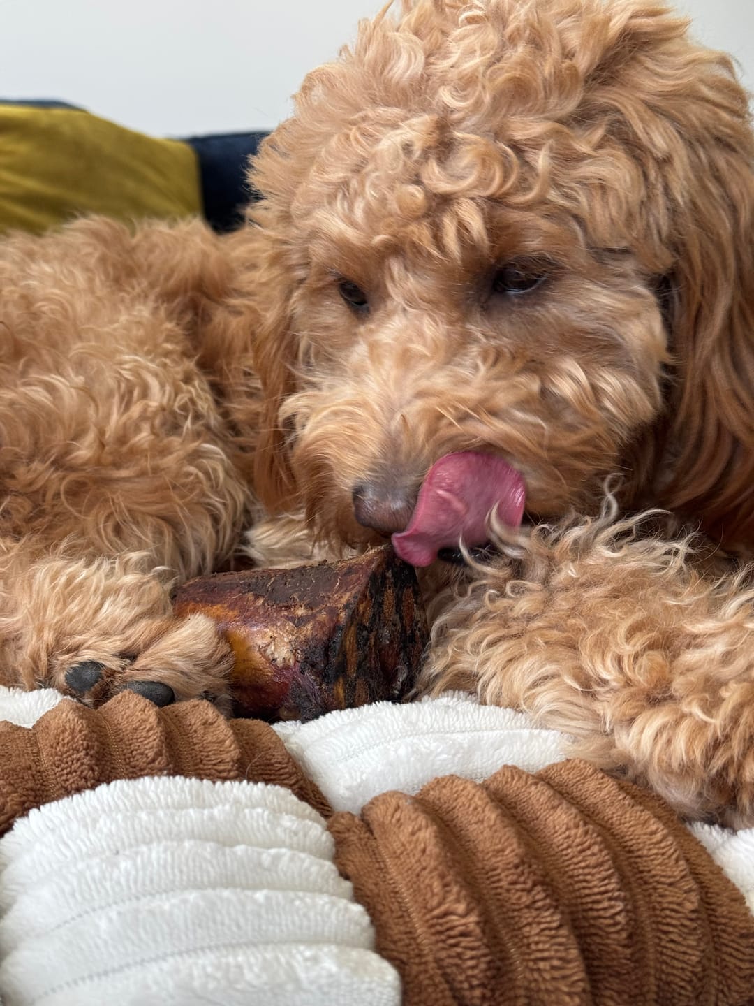 Customer photo review of Hickory Smoked Bully Sticks