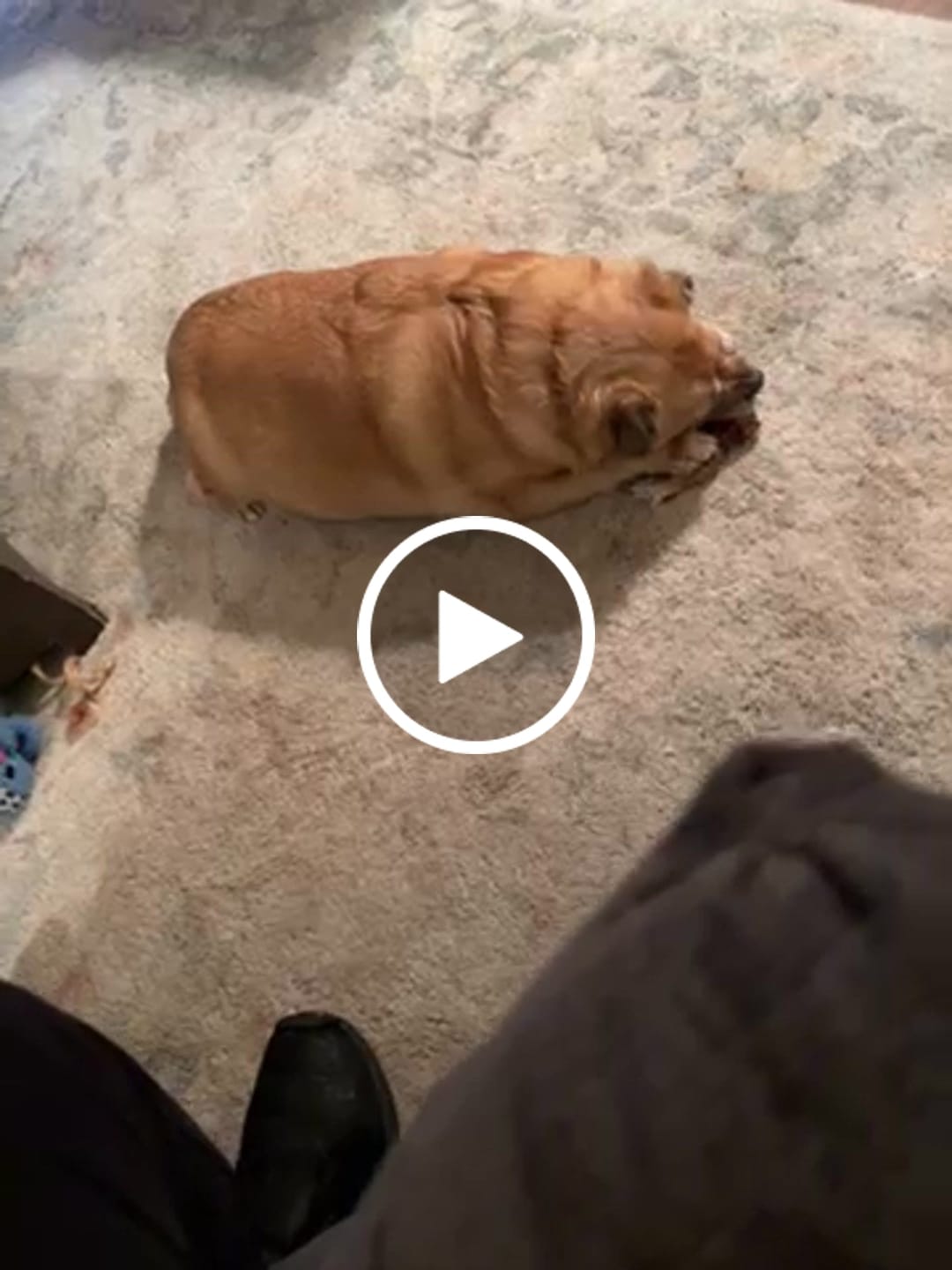 Customer video review of Ostrich Runner (5" x 1.5"): The Flavorful & Long-Lasting Chew for Small to Medium Dogs - 2 Pieces