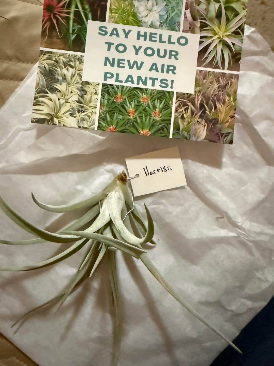 Customer photo review of Harrisii  (Easy Care Plant)  *Cannot Be Shipped Internationally*
