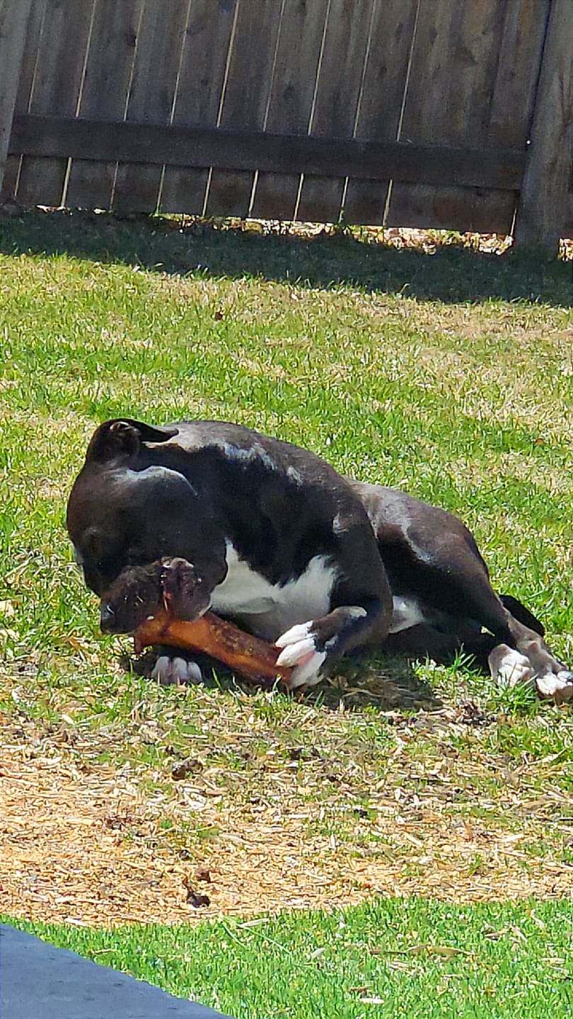 Customer photo review of Large Dog Spring Treat Bundle (41+ lbs)