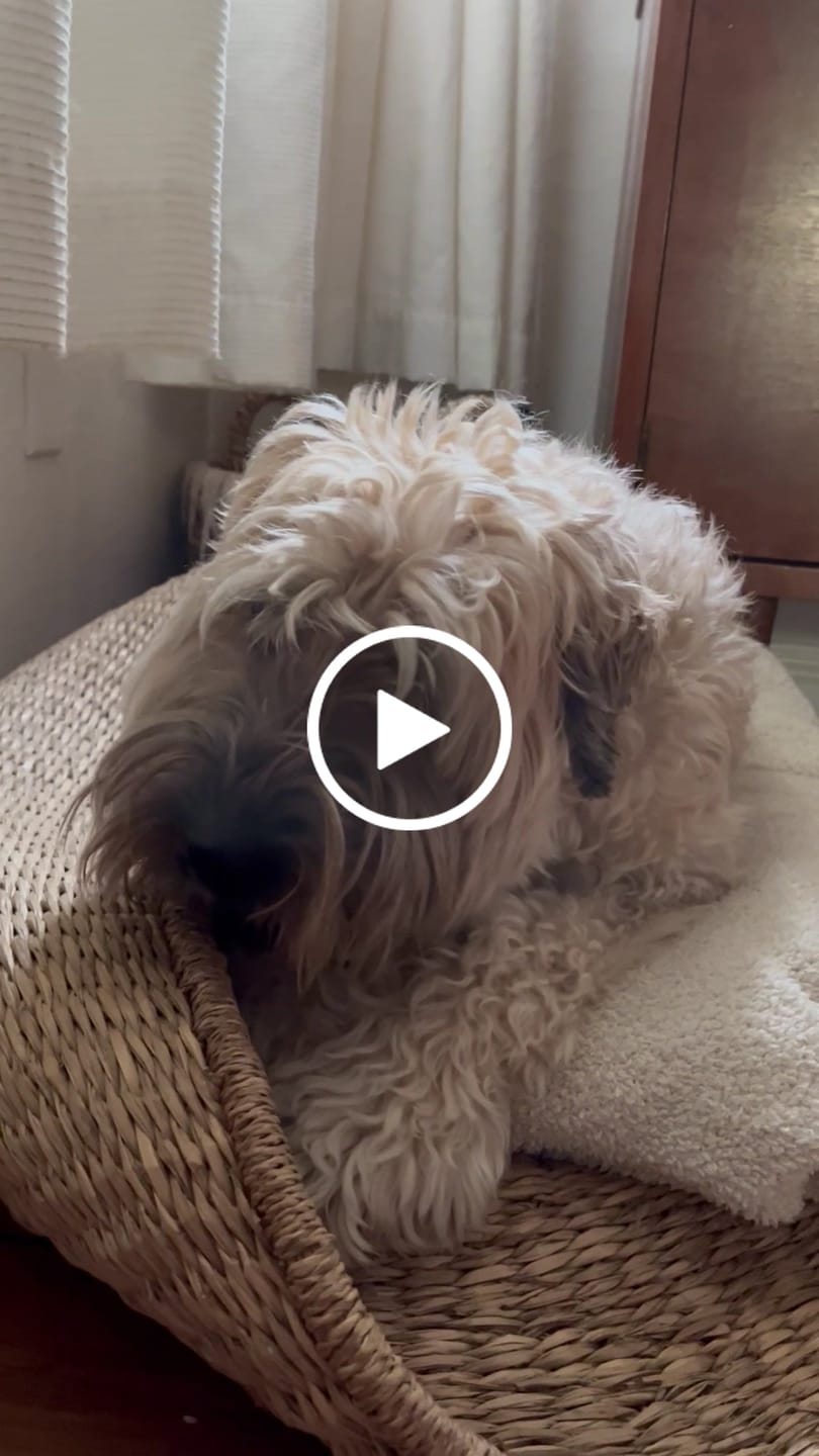 Customer video review of Himalayan Yak Chew (LARGE)