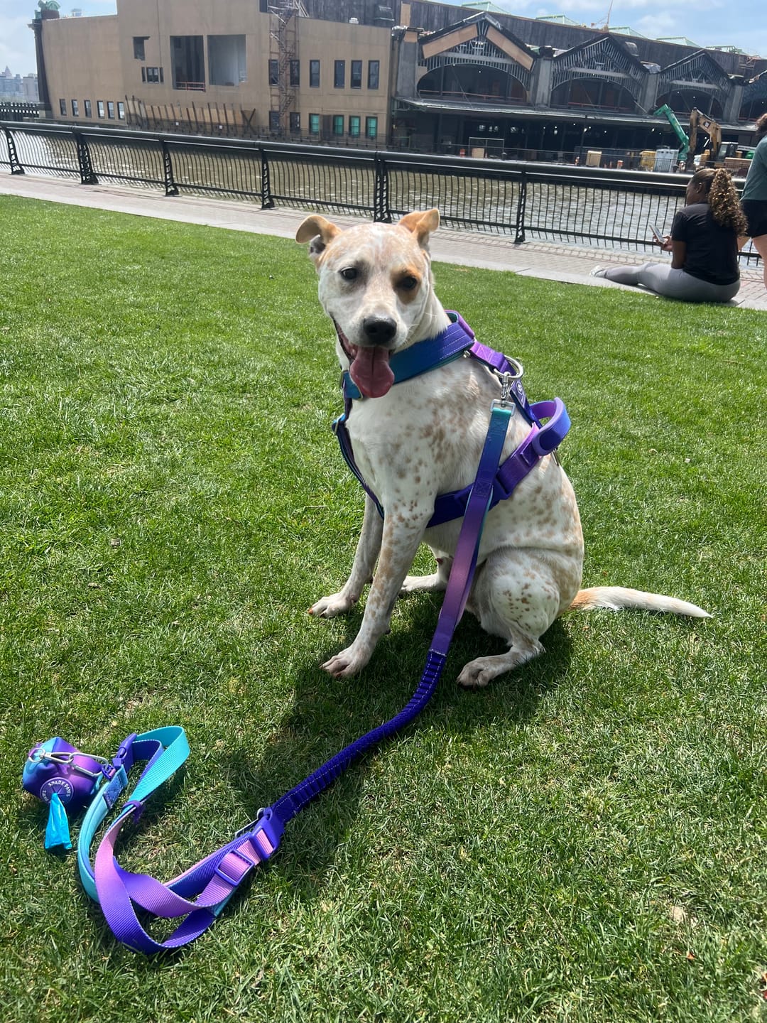Customer photo review of Multipurpose Seatbelt Handsfree Leash & Poop Bag Holder Set - 90s Retro
