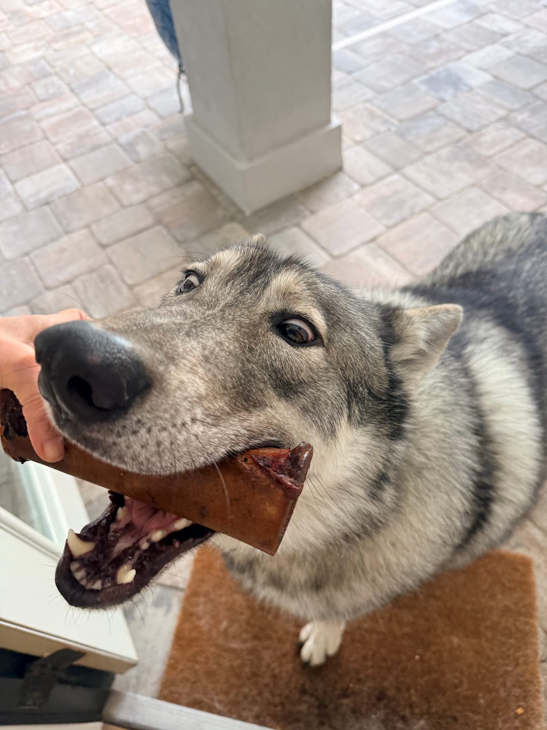 Customer photo review of Large Dog Spring Treat Bundle (41+ lbs)
