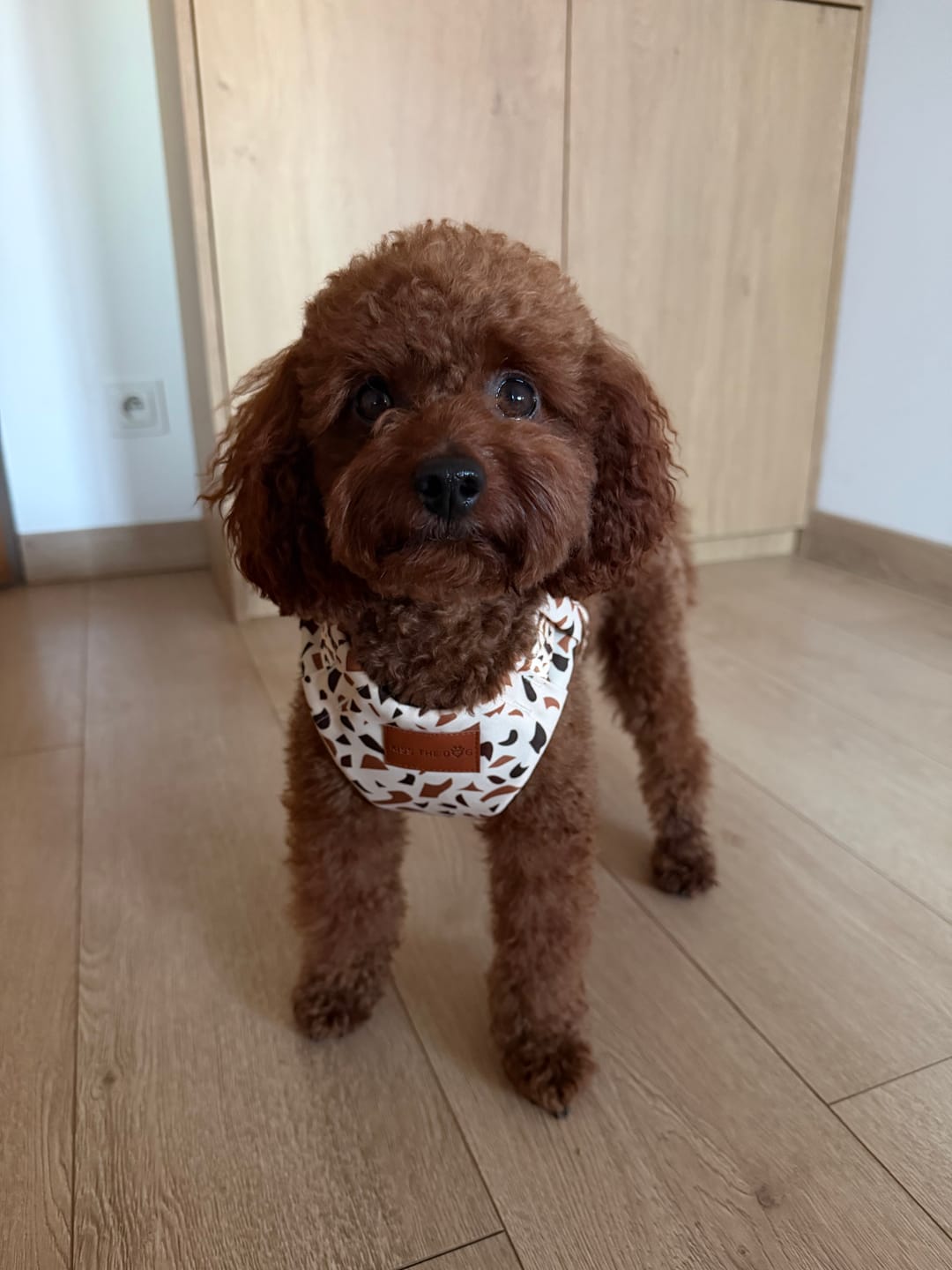 Customer photo review of Szelki bezuciskowe "Beige Terrazzo" - złote okucia