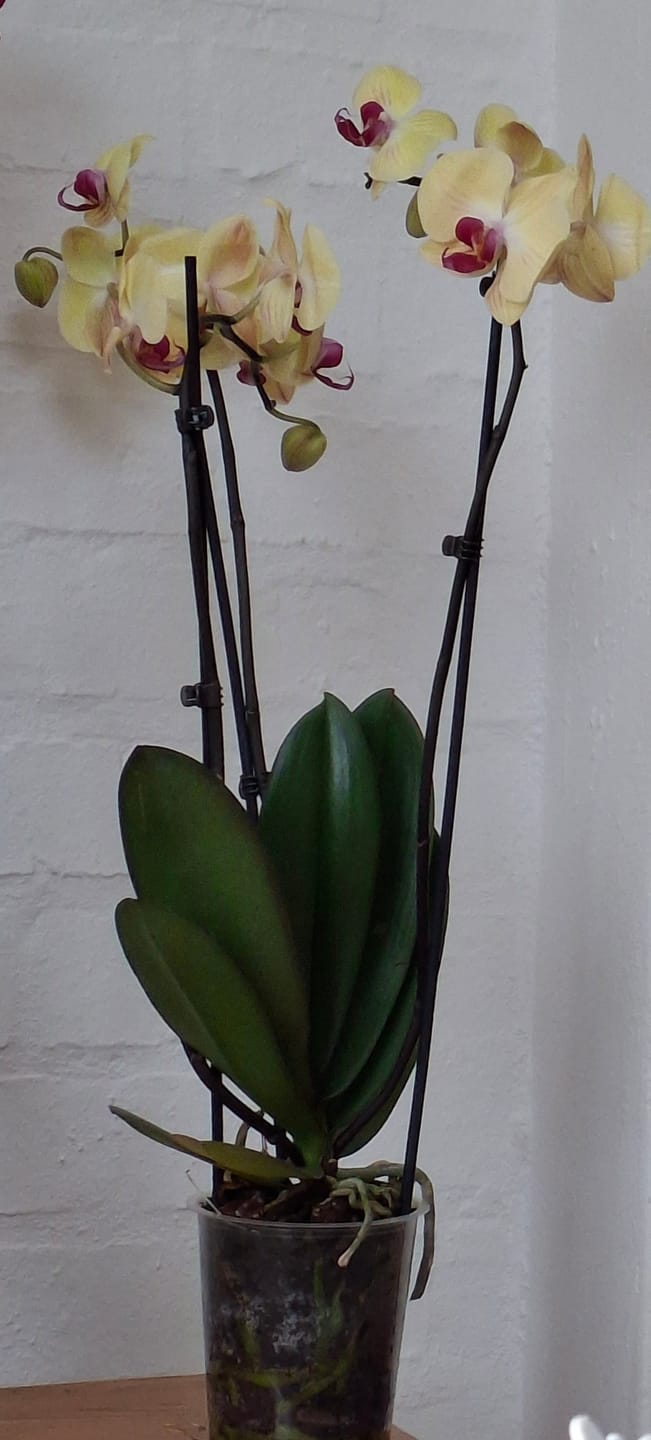 Customer photo review of Yellow Phalaenopsis 70cm 3-Spike
