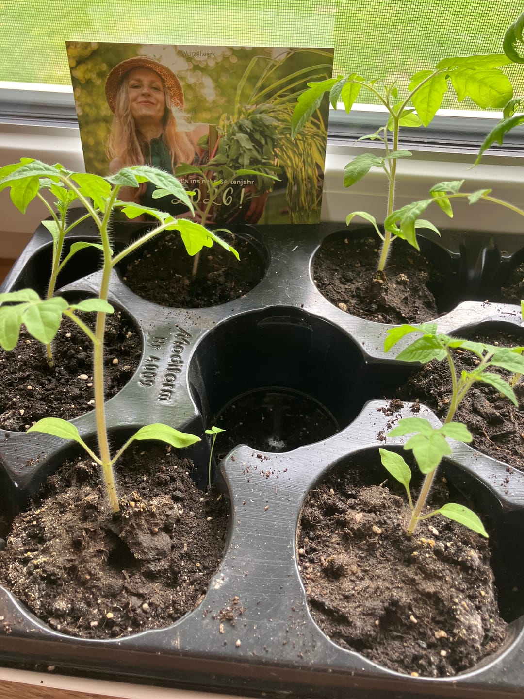 Customer photo review of Cocktailtomate 'Zuckertraube'