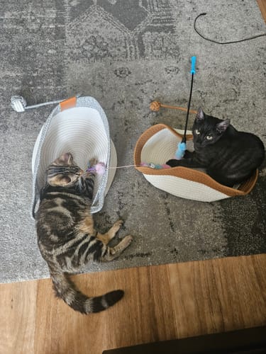 Customer photo review of Instinct Basket | Meet the first research-backed natural territory for indoor cats