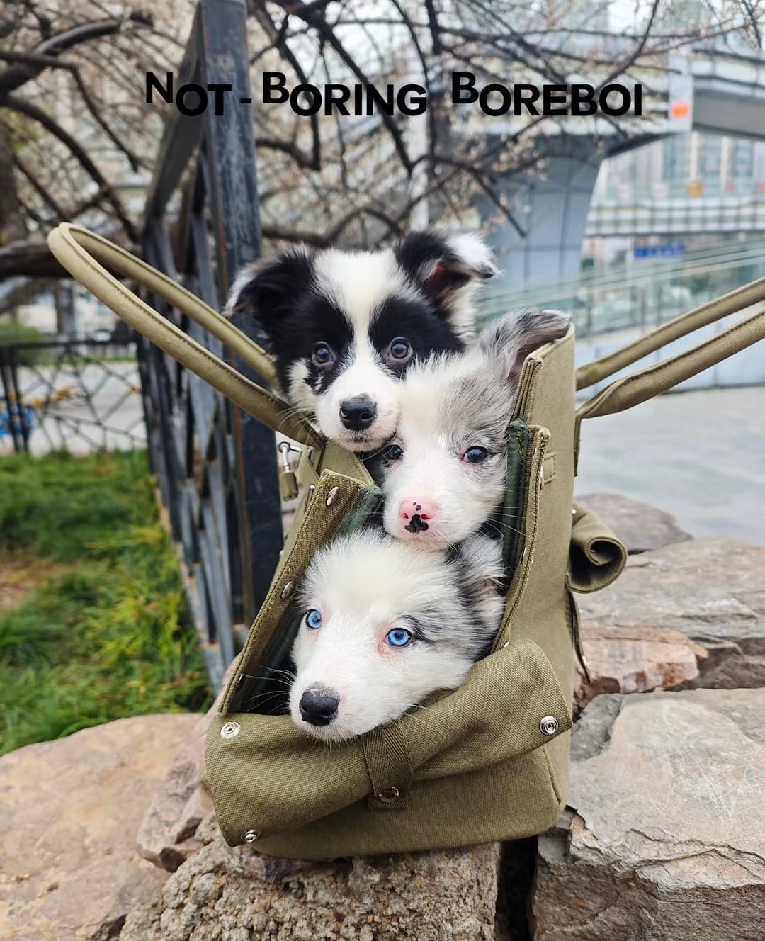 Customer photo review of The Barkin Pet Carrier