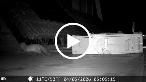 Customer video review of 48 Megapixel Wildkamera mit exzellenter Nachtsicht inkl. 32 GB microSD-Karte und Solarpanel
