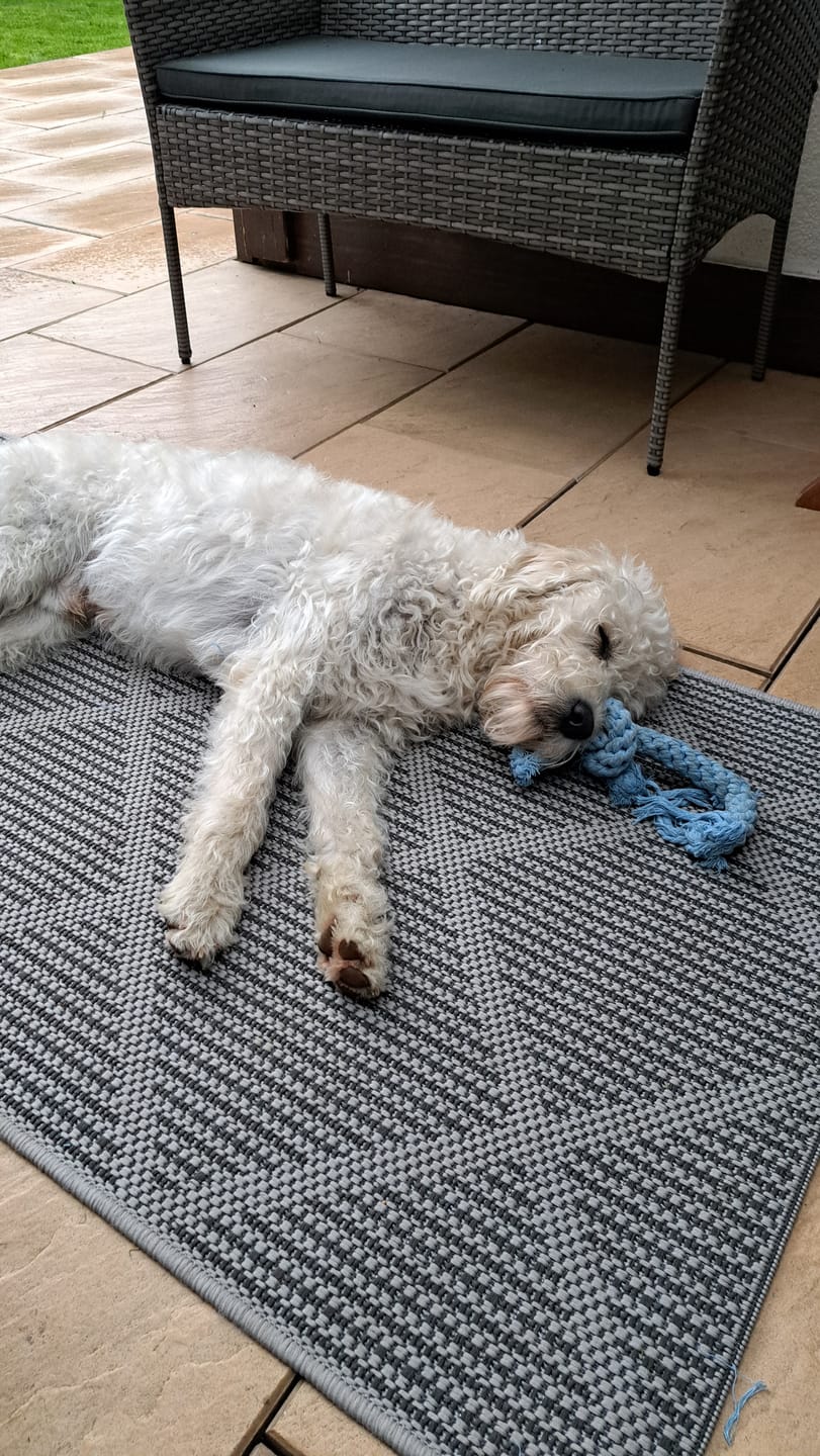 Customer photo review of Skipper - Kult-Spielzeug für Hunde