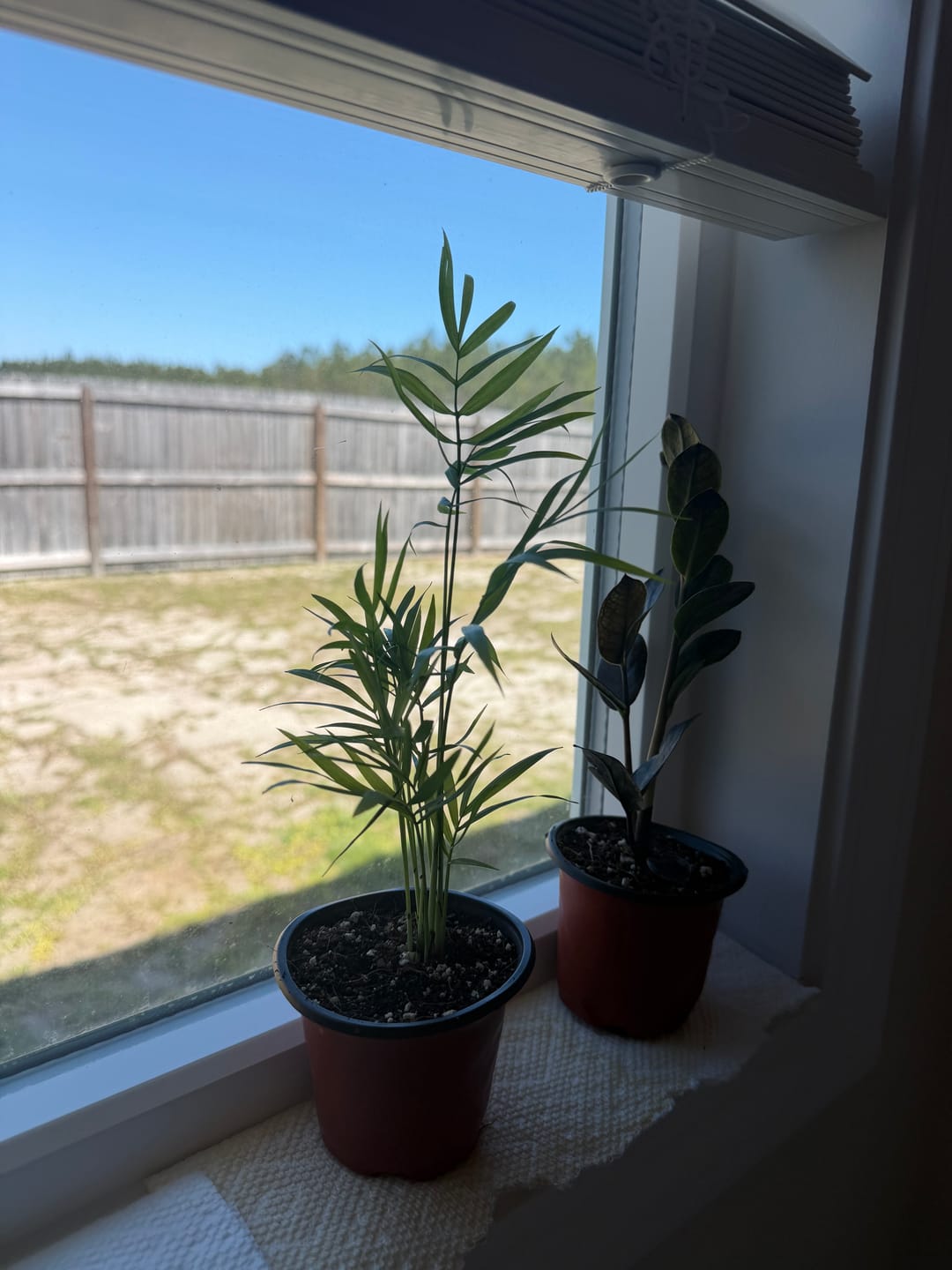 Customer photo review of Raven ZZ plant | Indoor Live Zamioculcas Zamiifolia Raven Plant | Rare Indoor Plant | Zansibar gem | Black ZZ Plant