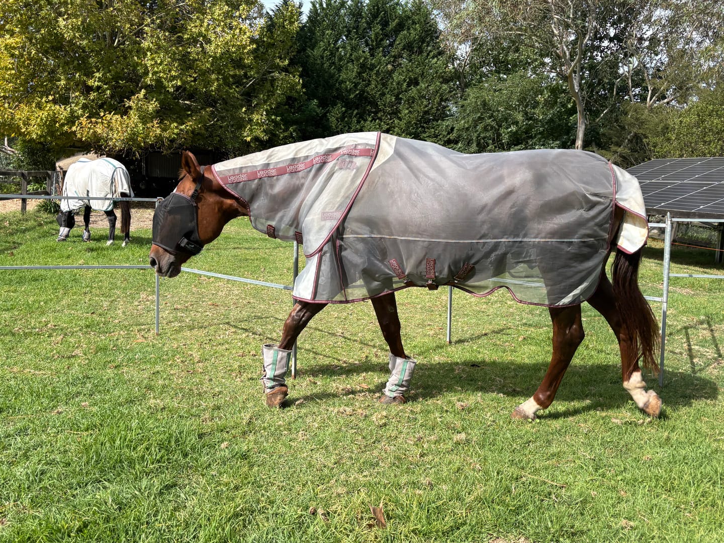 Customer photo review of LE Defender Anti-Insect Fly Rug