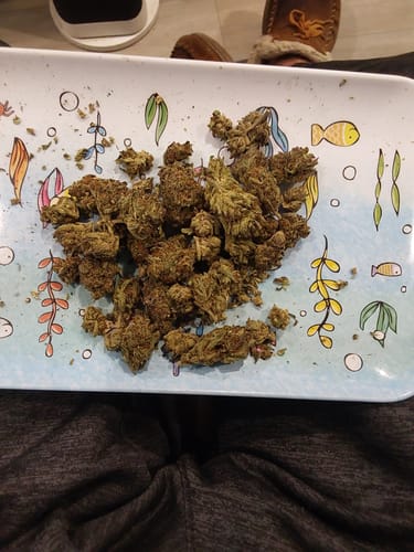 Customer showing a pile of dense, green Black Runtz flower on a decorative tray.