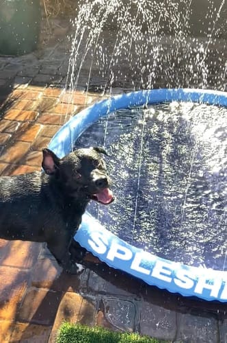 Customer photo review of Spleshee™