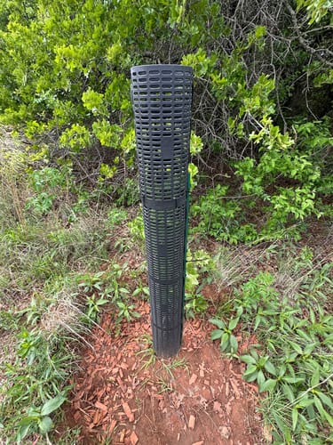 Customer photo review of Late Drop Hybrid Chestnut