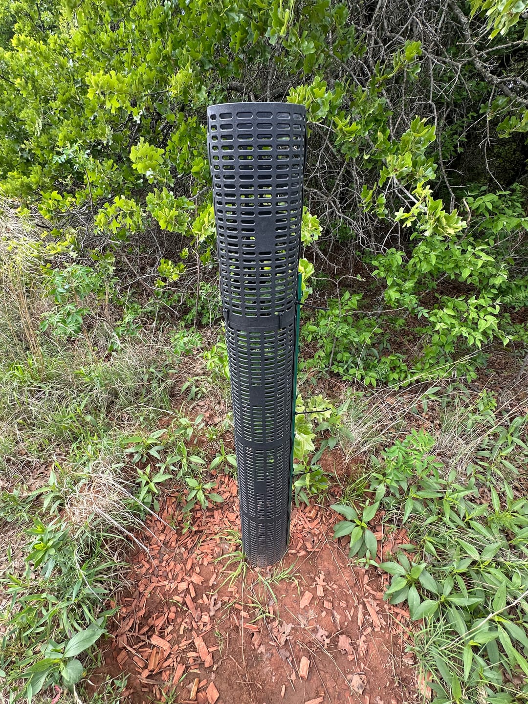 Customer photo review of Late Drop Hybrid Chestnut
