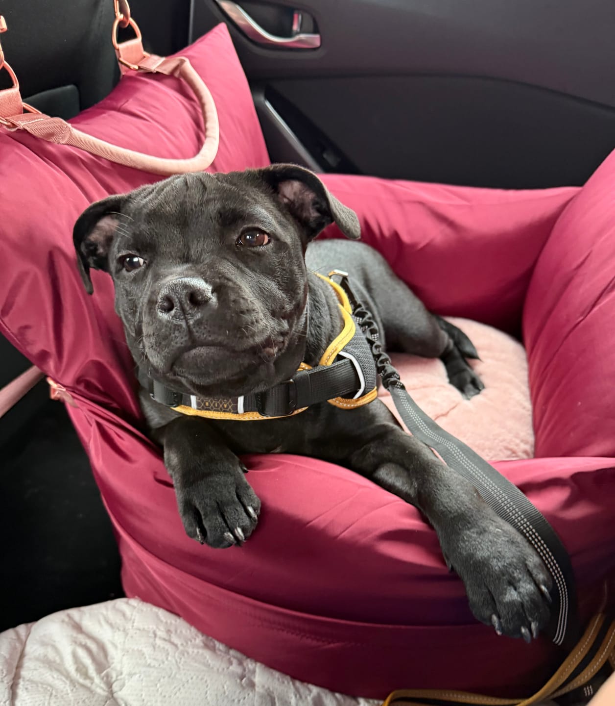 Customer photo review of Travel Dog Pod - Rosewood