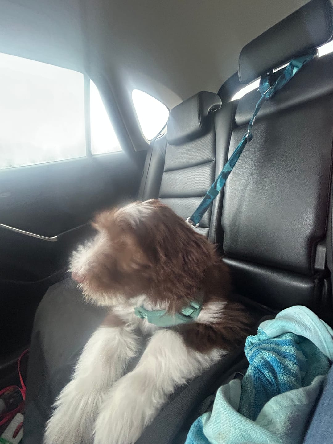 Customer photo review of Headrest Seat Belt