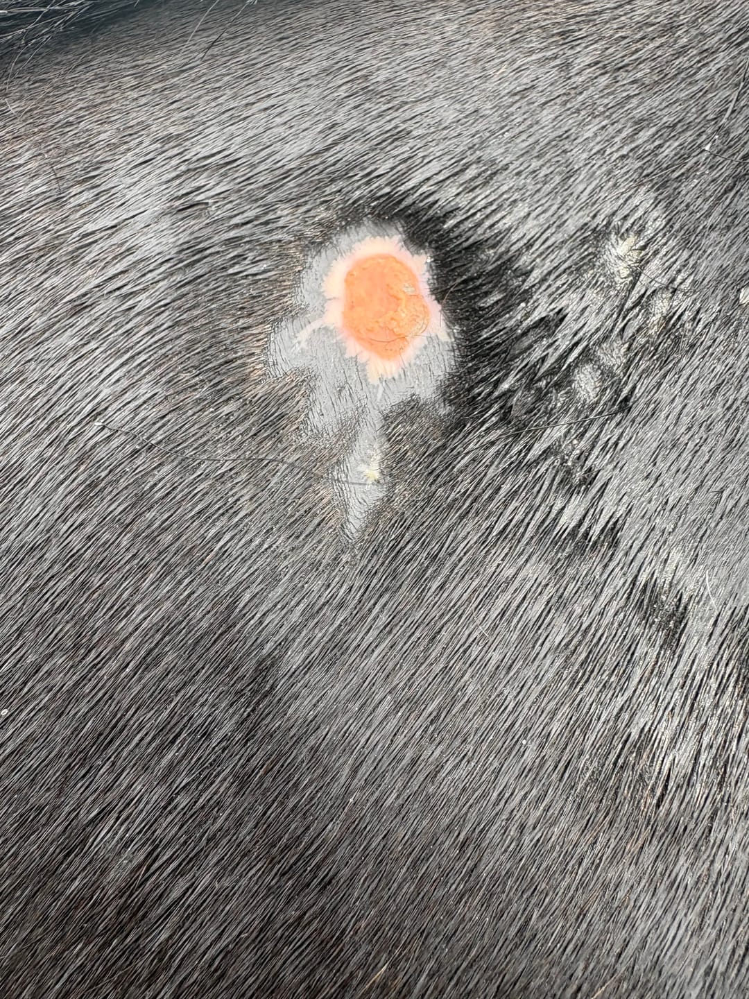 Customer photo review of Horse Gel