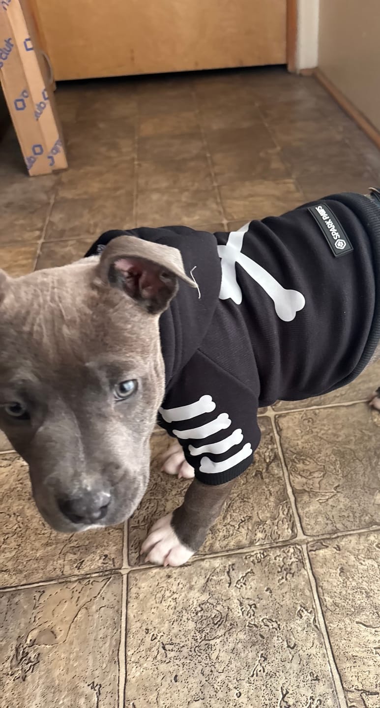 Customer photo review of "WOOF" Dog Hoodie - Black & Reflective