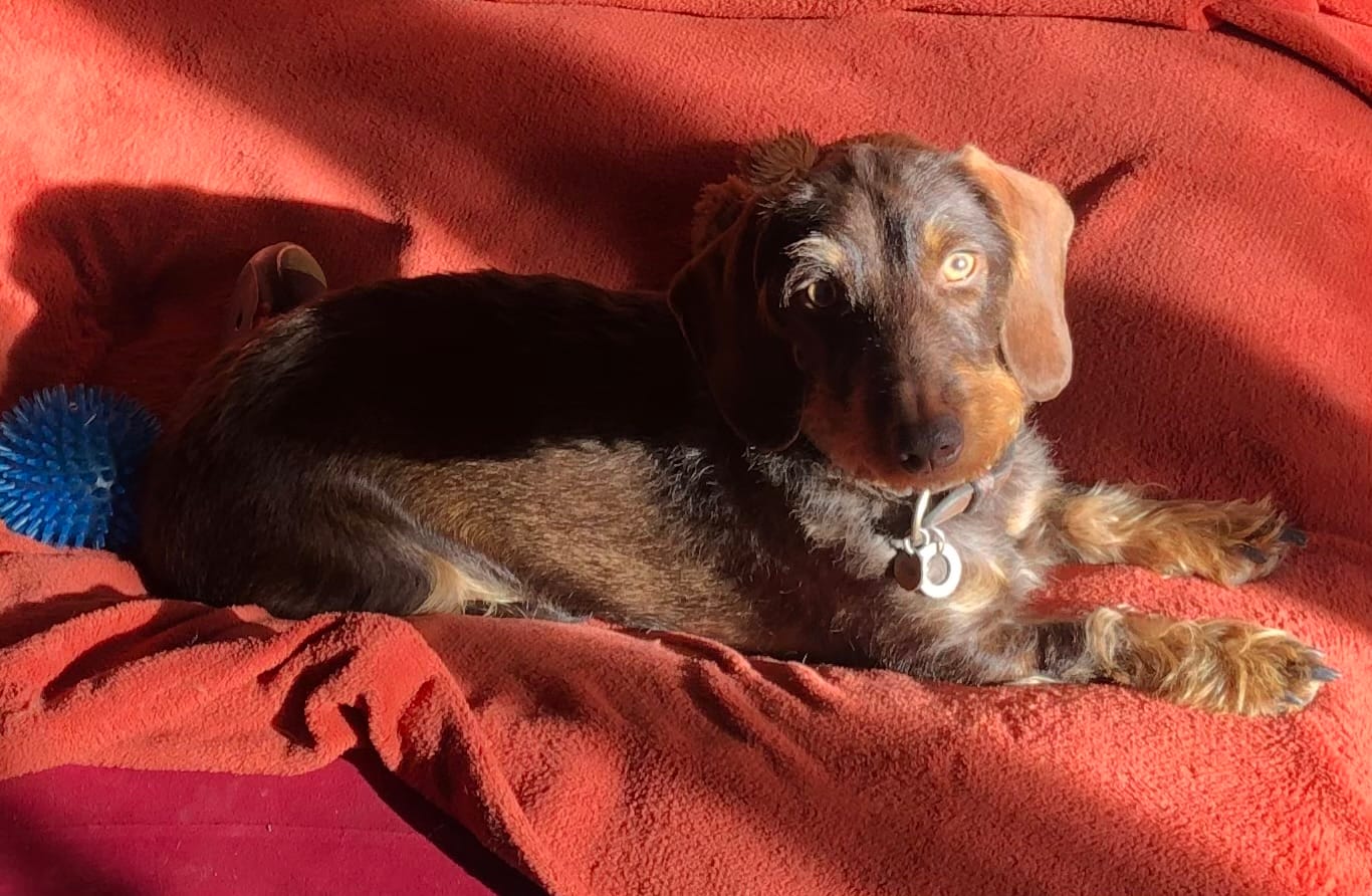Customer photo review of Croquettes Poulet & Citrouille - Chien Petite Race