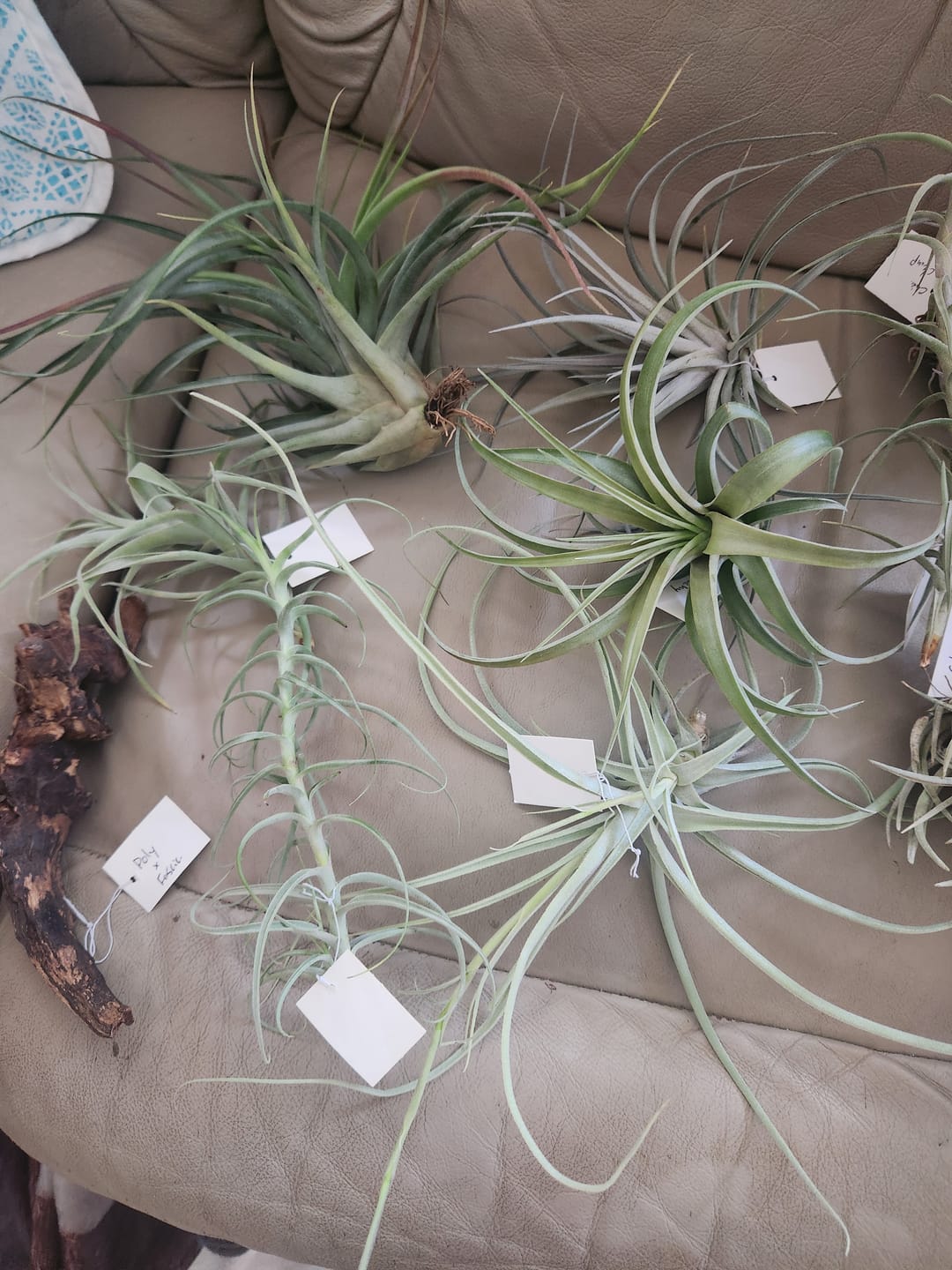Customer photo review of Air Plant Mystery Box - Curated Tillandsia Collection | 5 Tiers Available