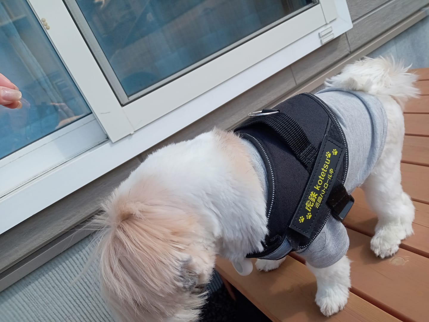 Customer photo review of ハーネス専用お名前タグ（２枚セット・マジックテープ式）